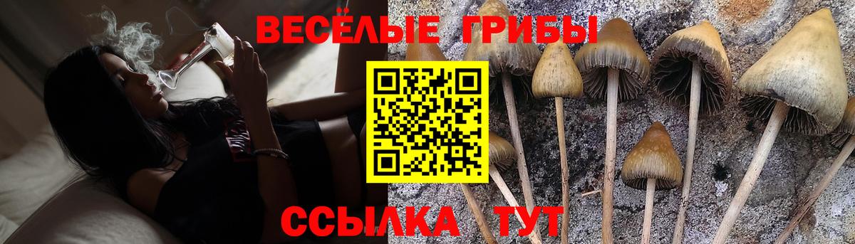 Галлюциногенные грибы Psilocybe Старый Оскол